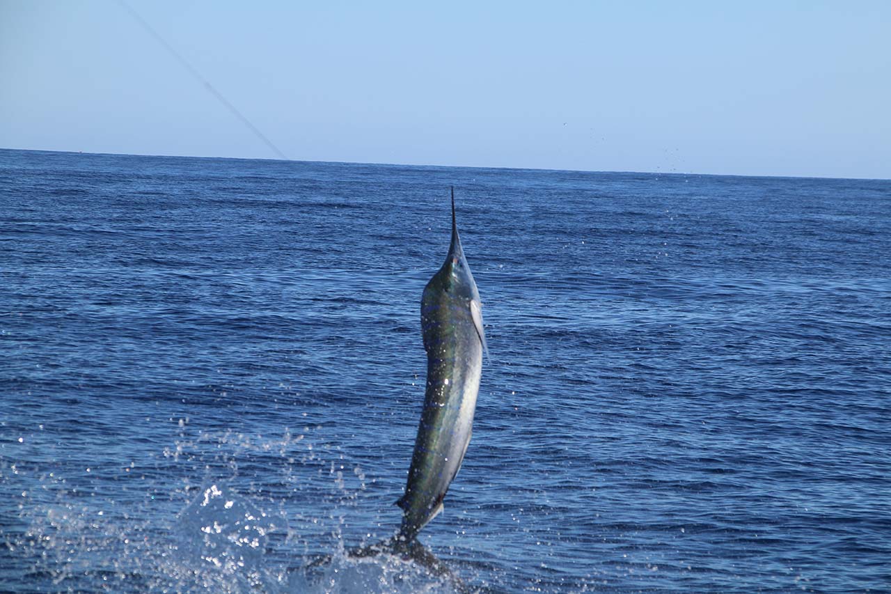 What Fish Can I Catch in Cabo