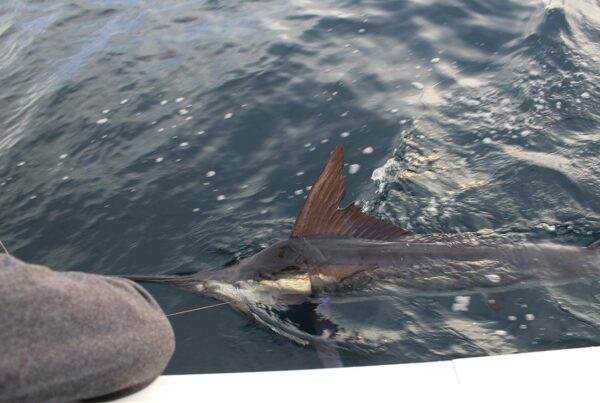 What Fish Species Are Most Active in Cabo San Lucas in February