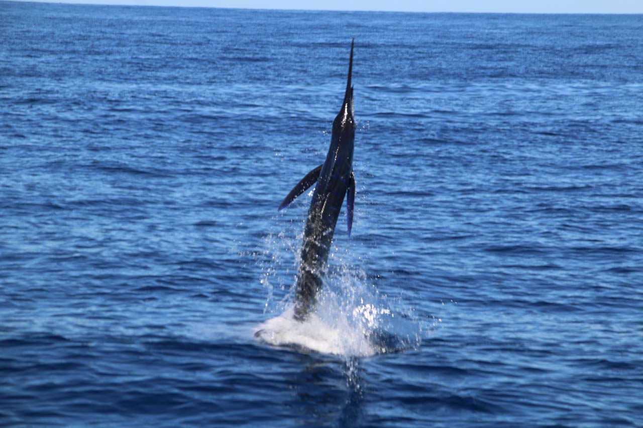 Where Is the Best Deep Sea Fishing in Mexico