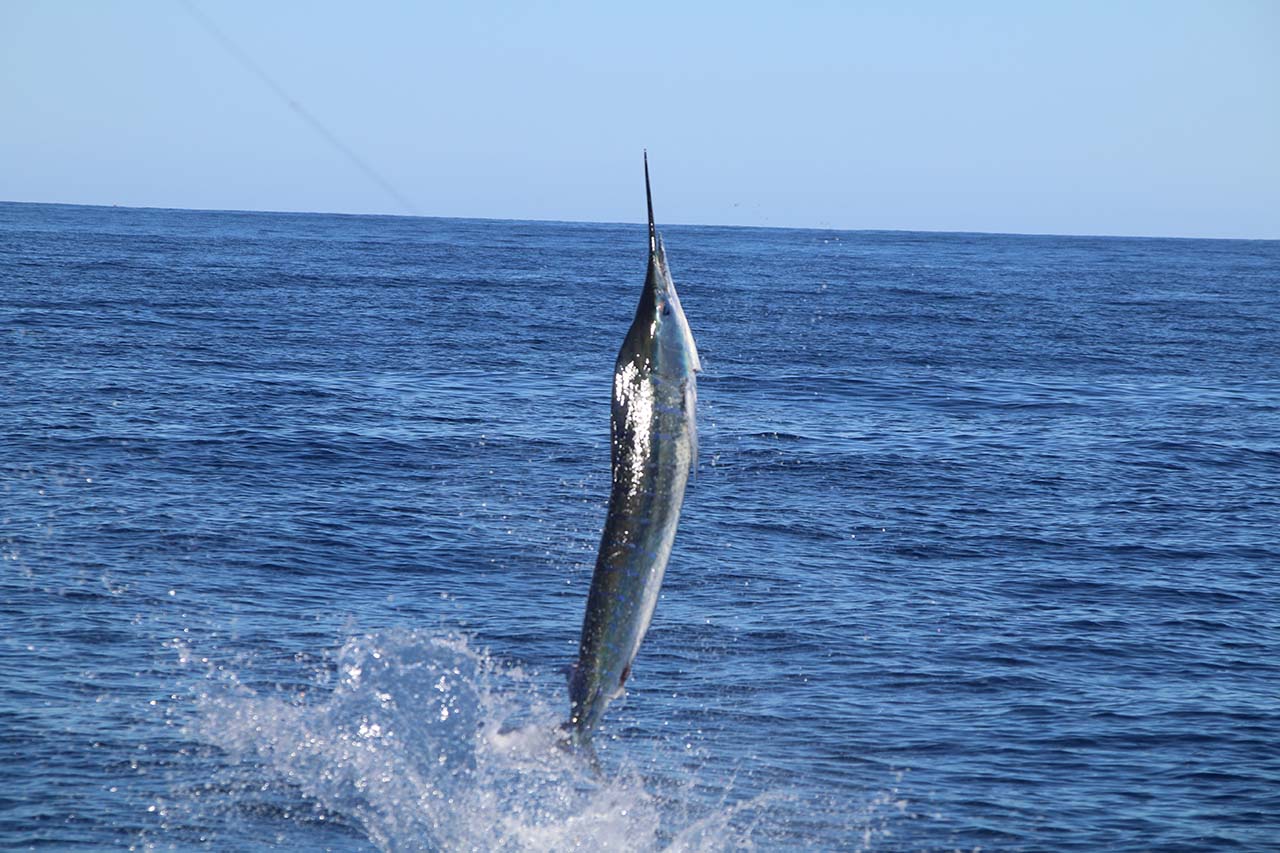 Best Cabo Fishing YouTube Clips