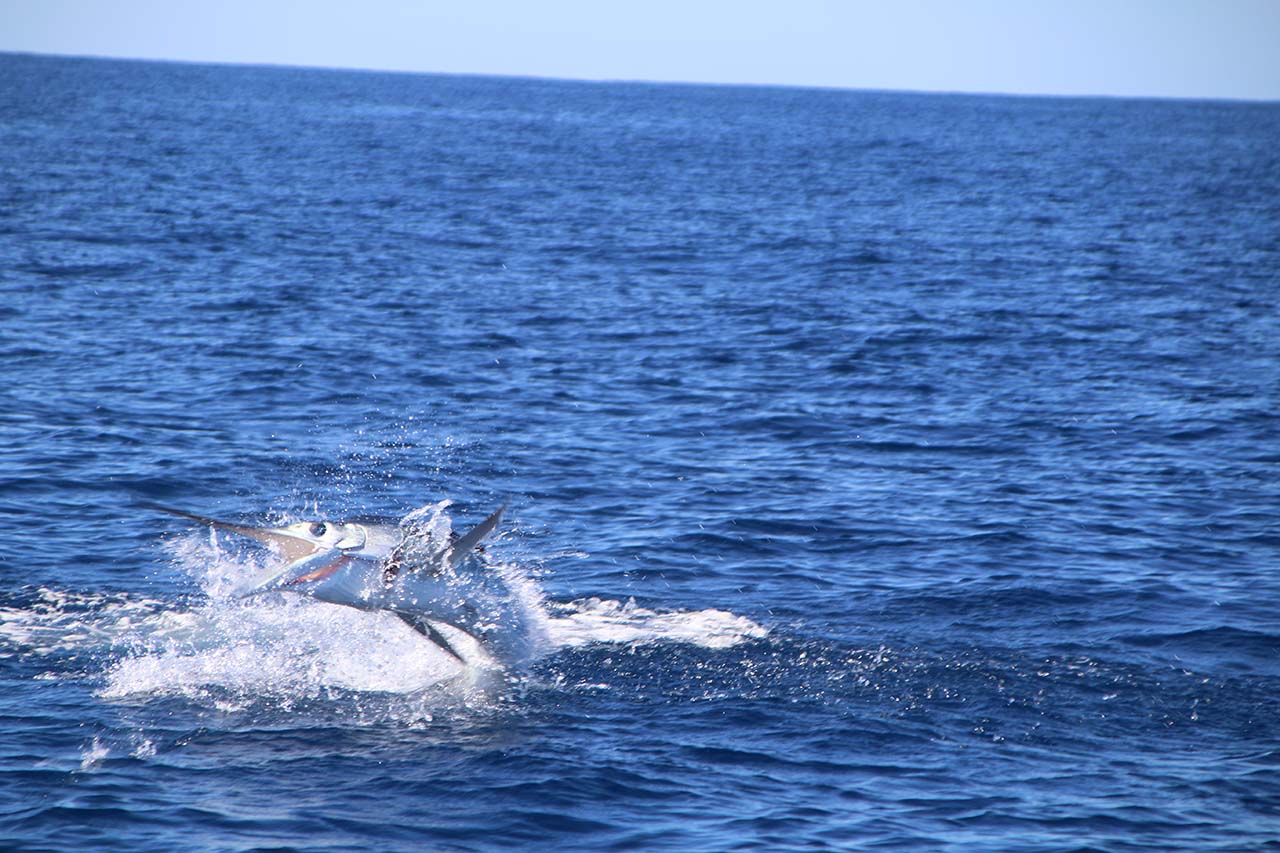 Cabo Deep Sea Fishing In March