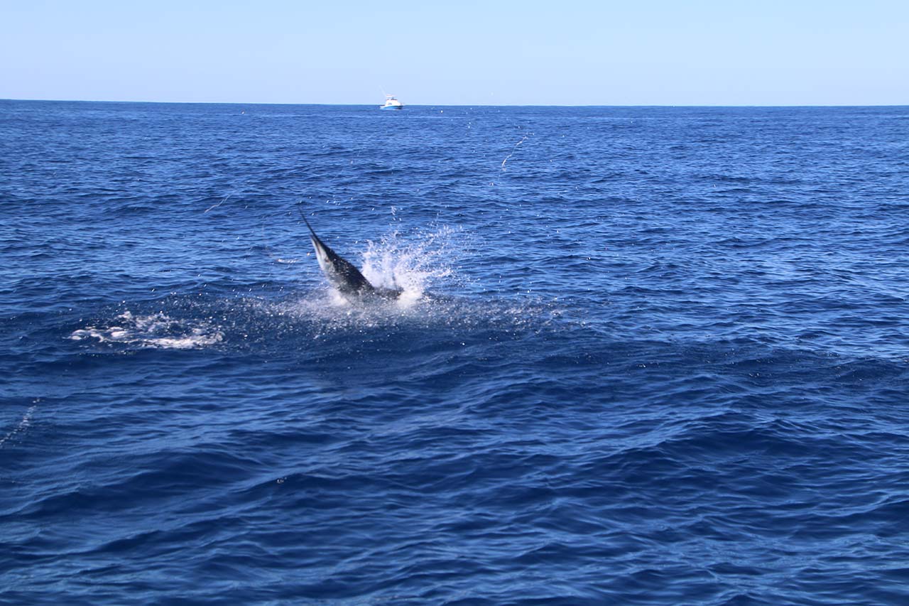 Cabo Deep Sea Fishing March
