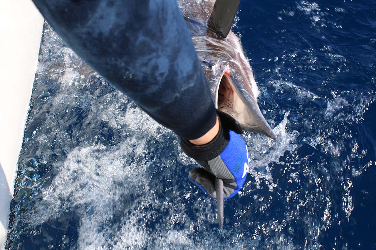 Cabo San Lucas Marlin Catch and Release Video