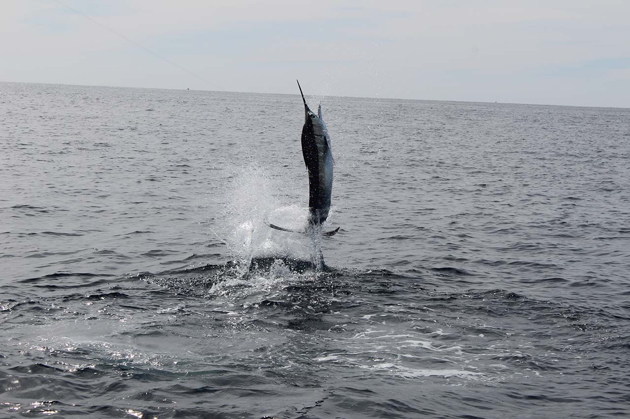 Do Marlin Bite In Cabo During Summer