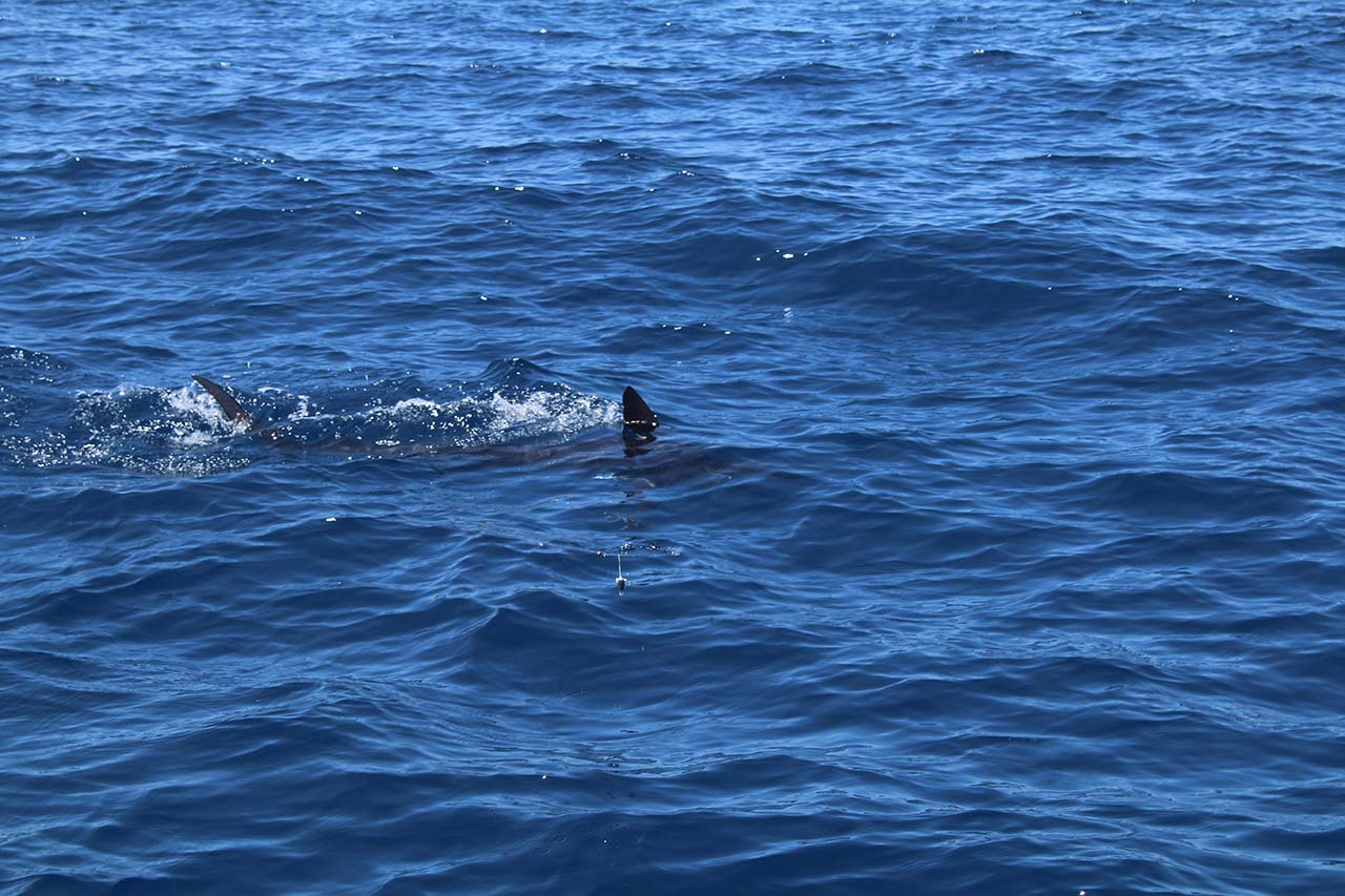 How Deep Do Cabo San Lucas Fishing Boats Typically Fish