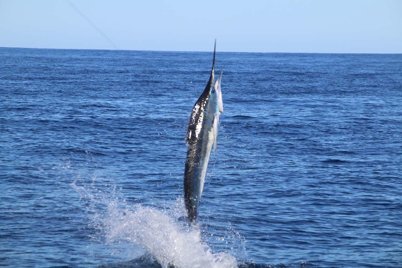 How Far Out Do You Fish In Cabo