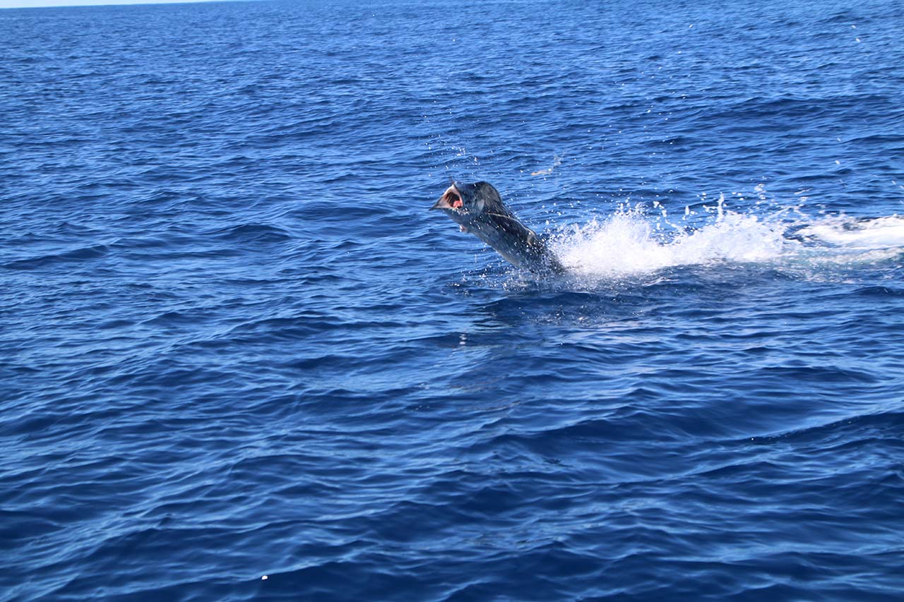 How Much To Tip A Fishing Guide In Cabo