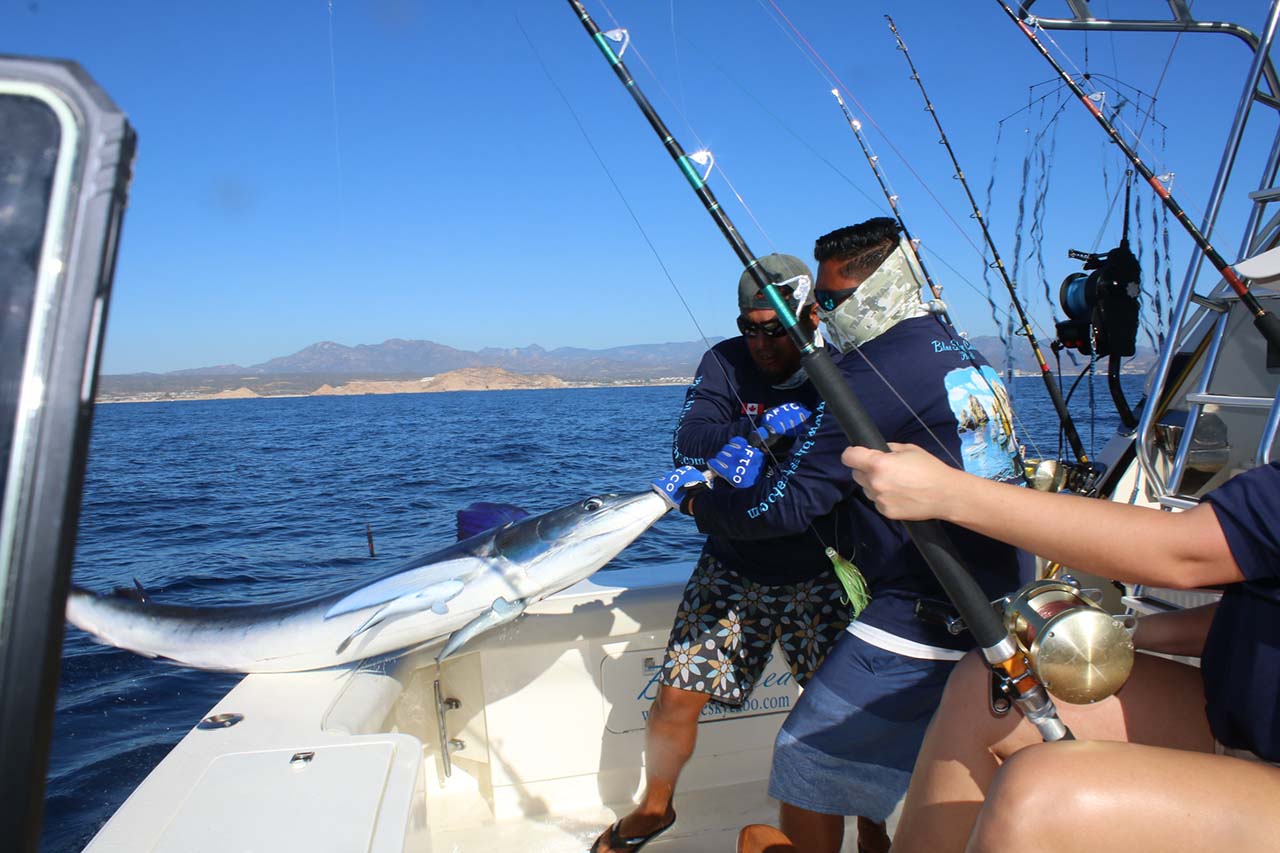 Cabo All-Inclusive Marlin Fishing Trip
