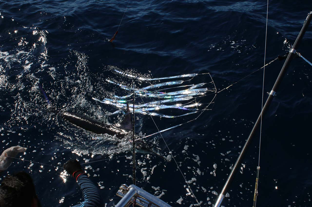 Cabo April Fishing Water Temp Conditions