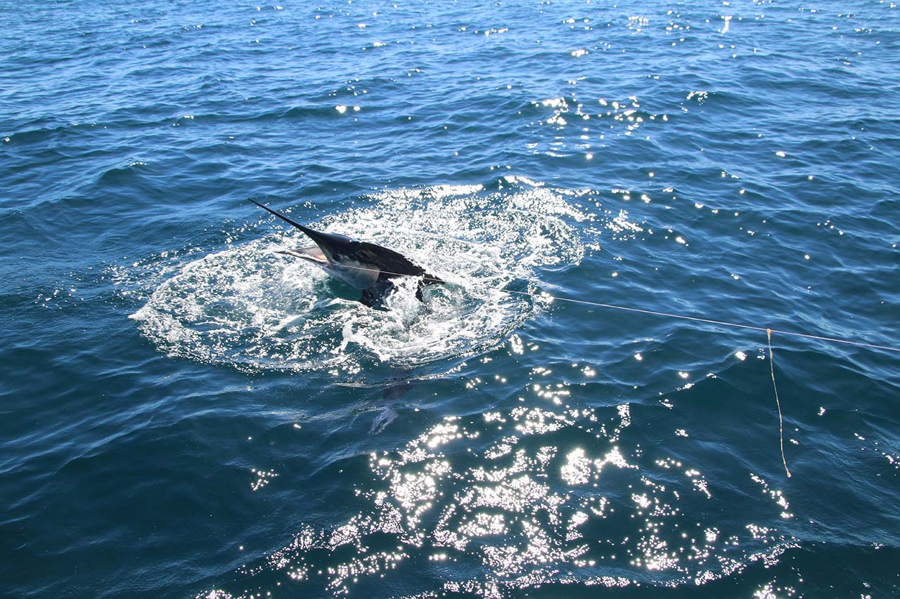 Cabo April Fishing Water Temp Conditions