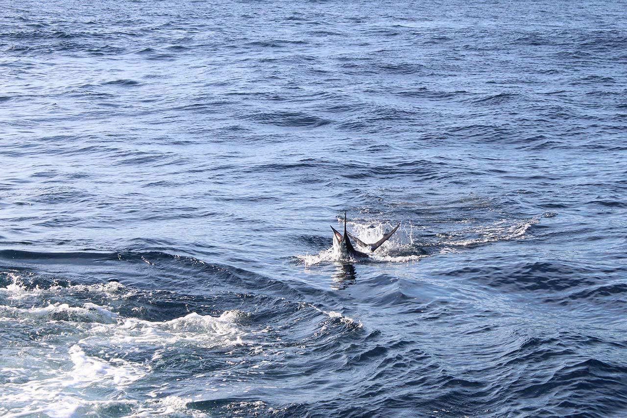 Cabo April Marlin Fishing Charter