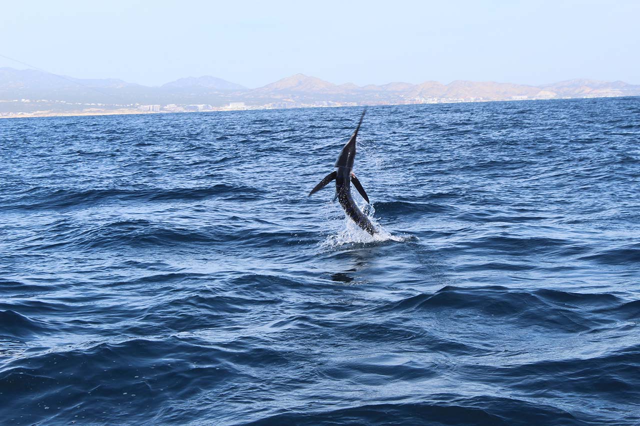 Cabo April Mixed Species Fishing Charter