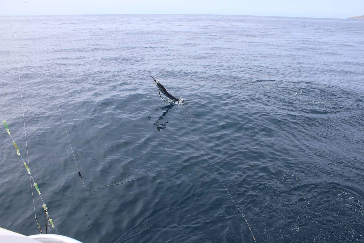 Cabo April Offshore Fishing Marlin Trip