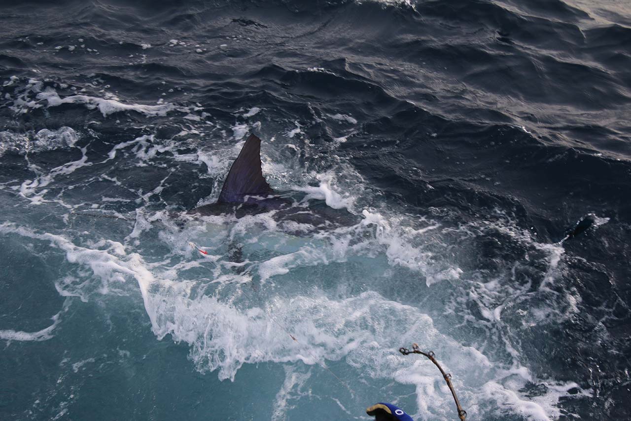 Cabo Fishing April Weather Conditions Charter