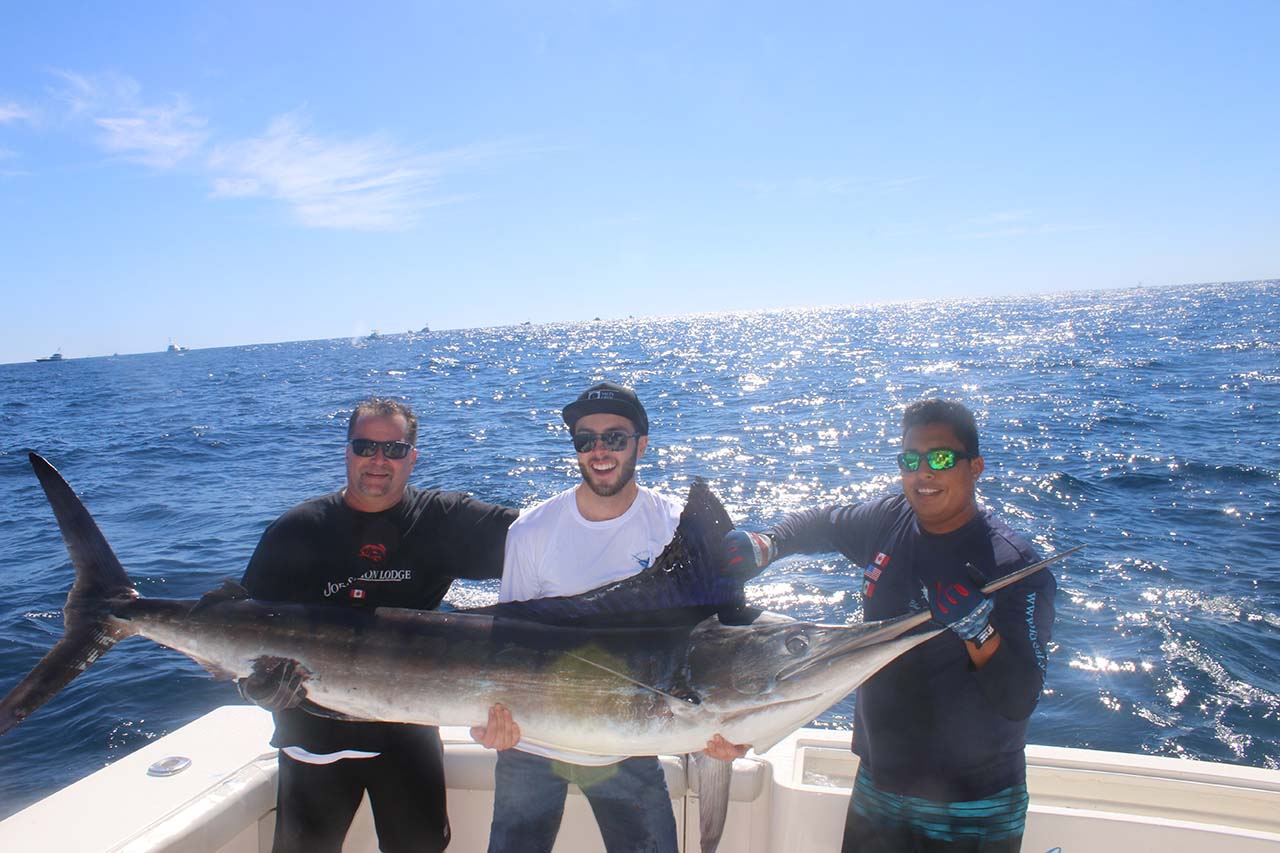 Cabo Fishing Calendar Peak Marlin Season