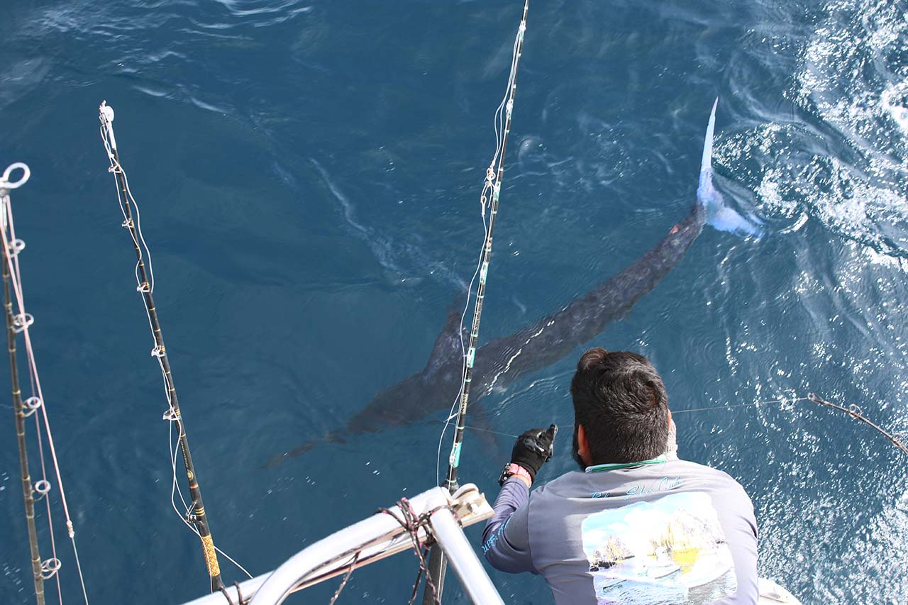 How Does The Fishing Calendar In Cabo Change Throughout The Year