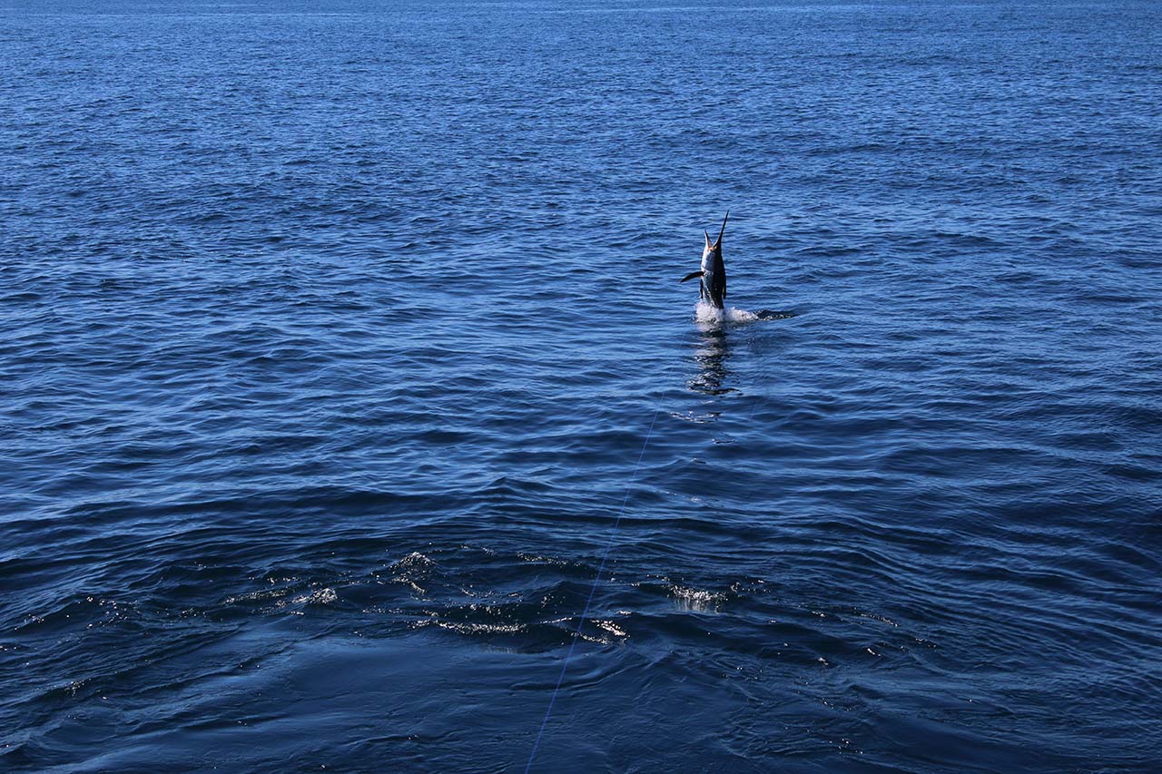 How Does Weather Impact The Cabo Fishing Calendar