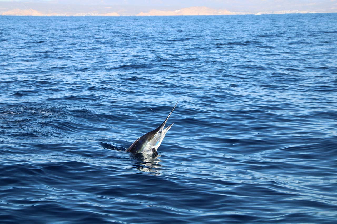 Top Rated Cabo Fishing April Book Now