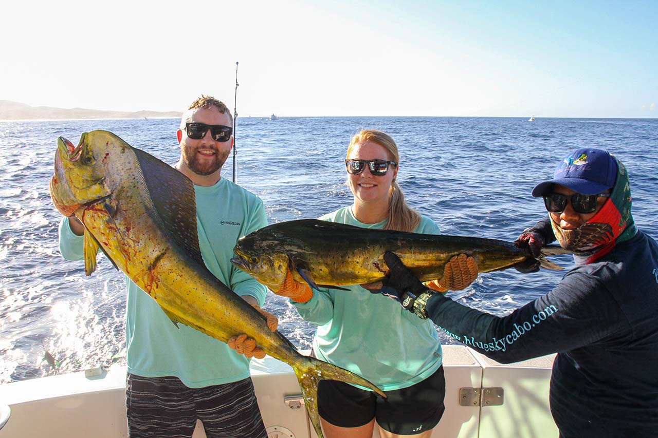What Is The Prime Mahi-Mahi Season In Cabo San Lucas
