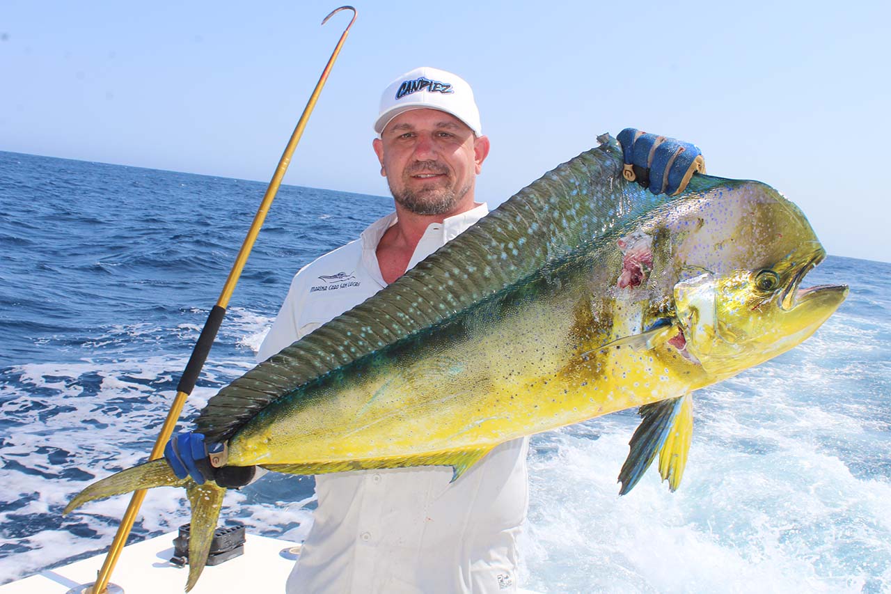 When Can You Catch The Largest Bull Dorado In Cabo