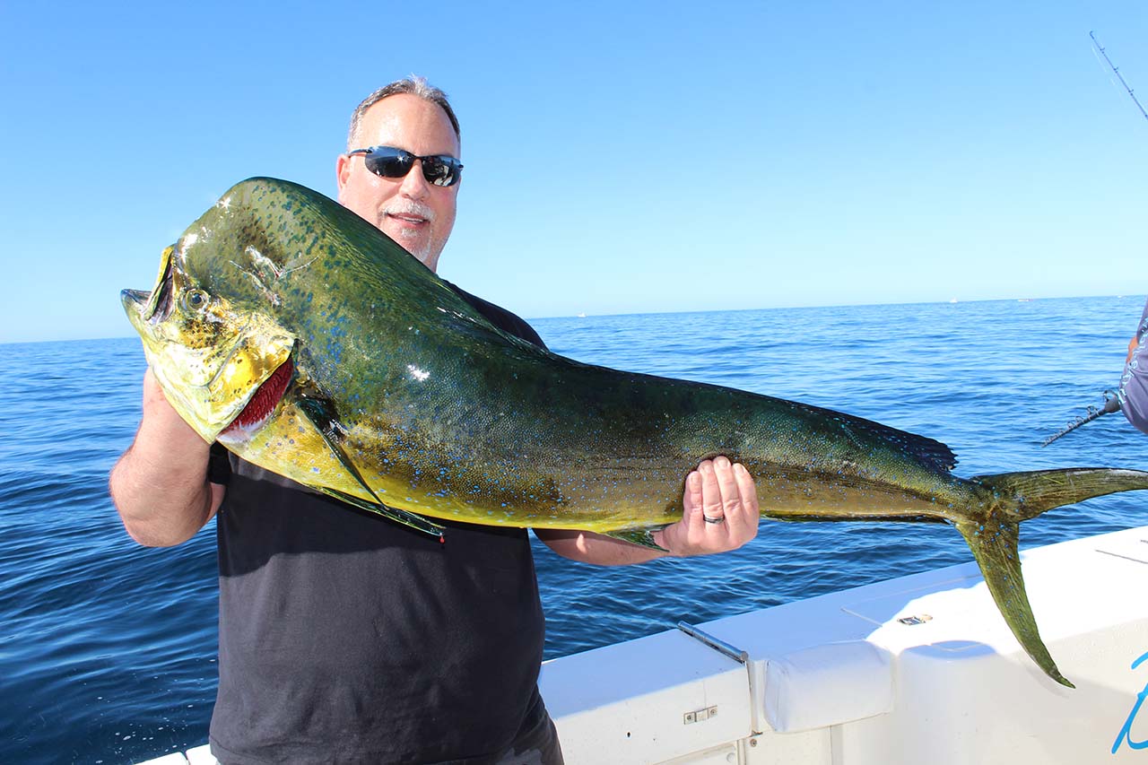 When Can You Catch The Largest Bull Dorado In Cabo
