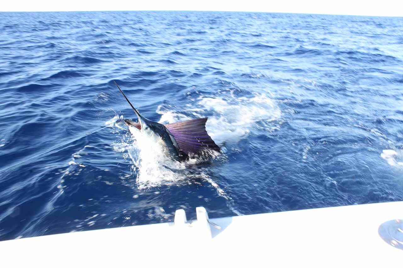 When Is Sailfish Season in Cabo