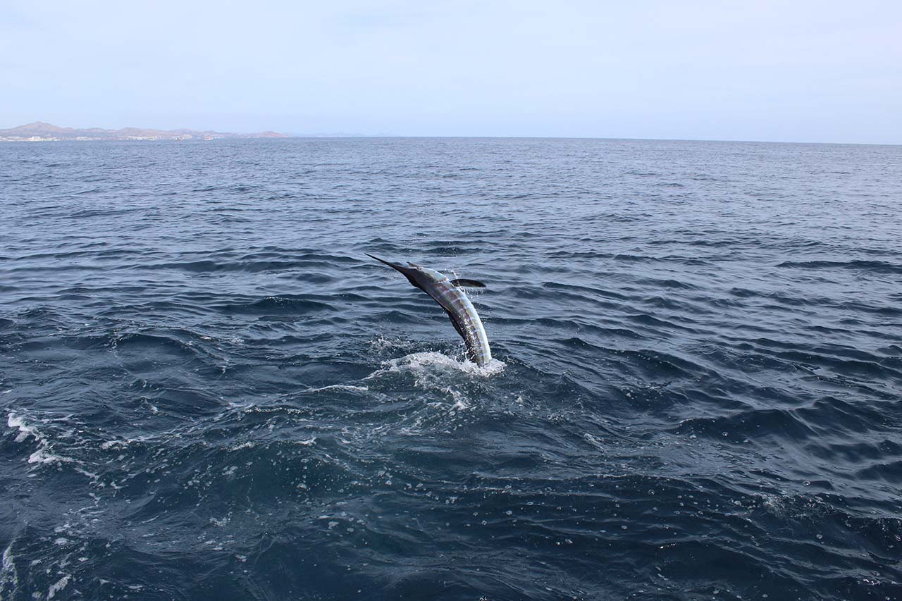 Cabo Fishing Calendar Charter Planning