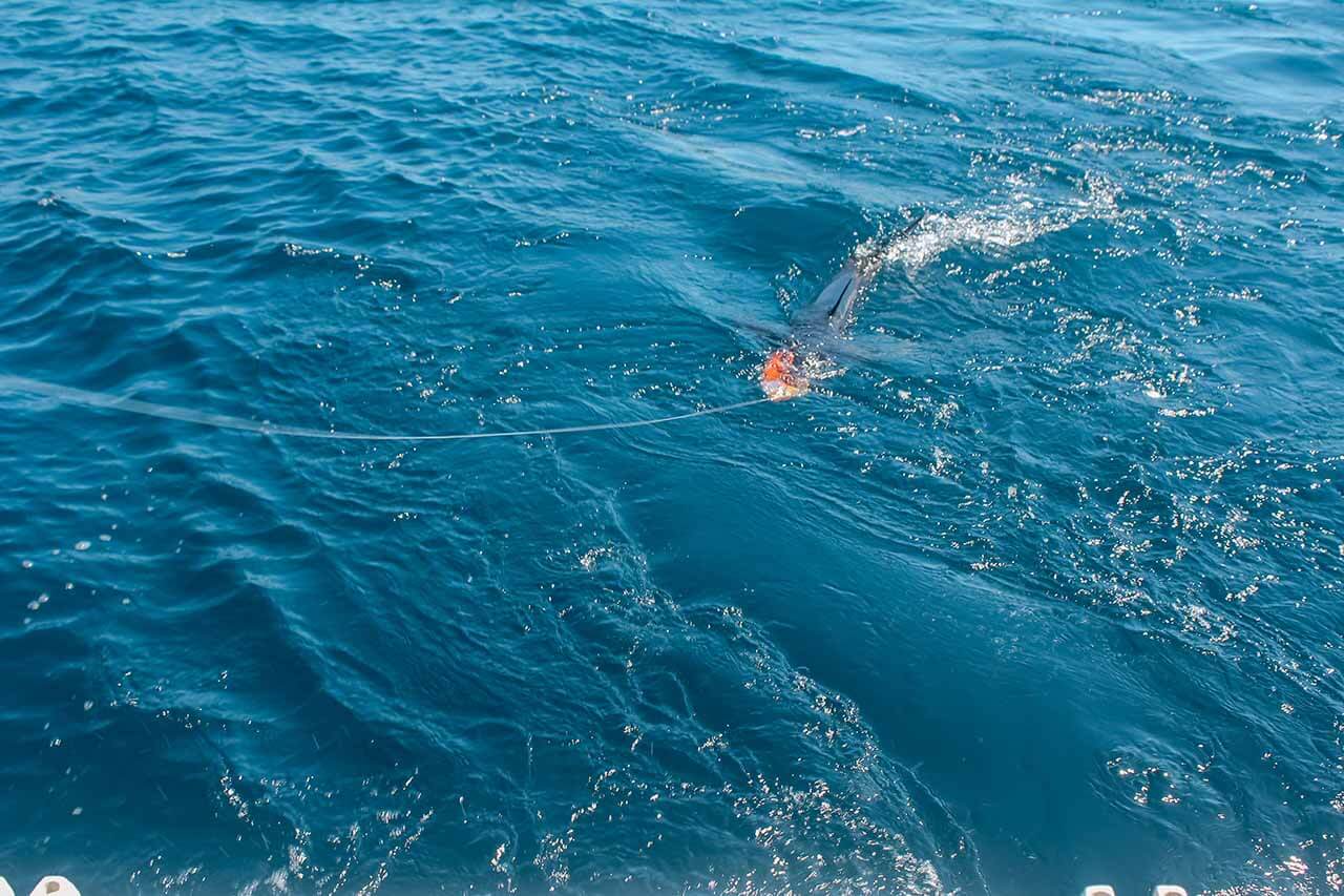 Luxury Cabo Fishing Charter May Booking