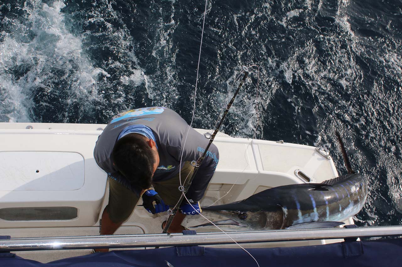 Can You Fish for Marlin in Cabo
