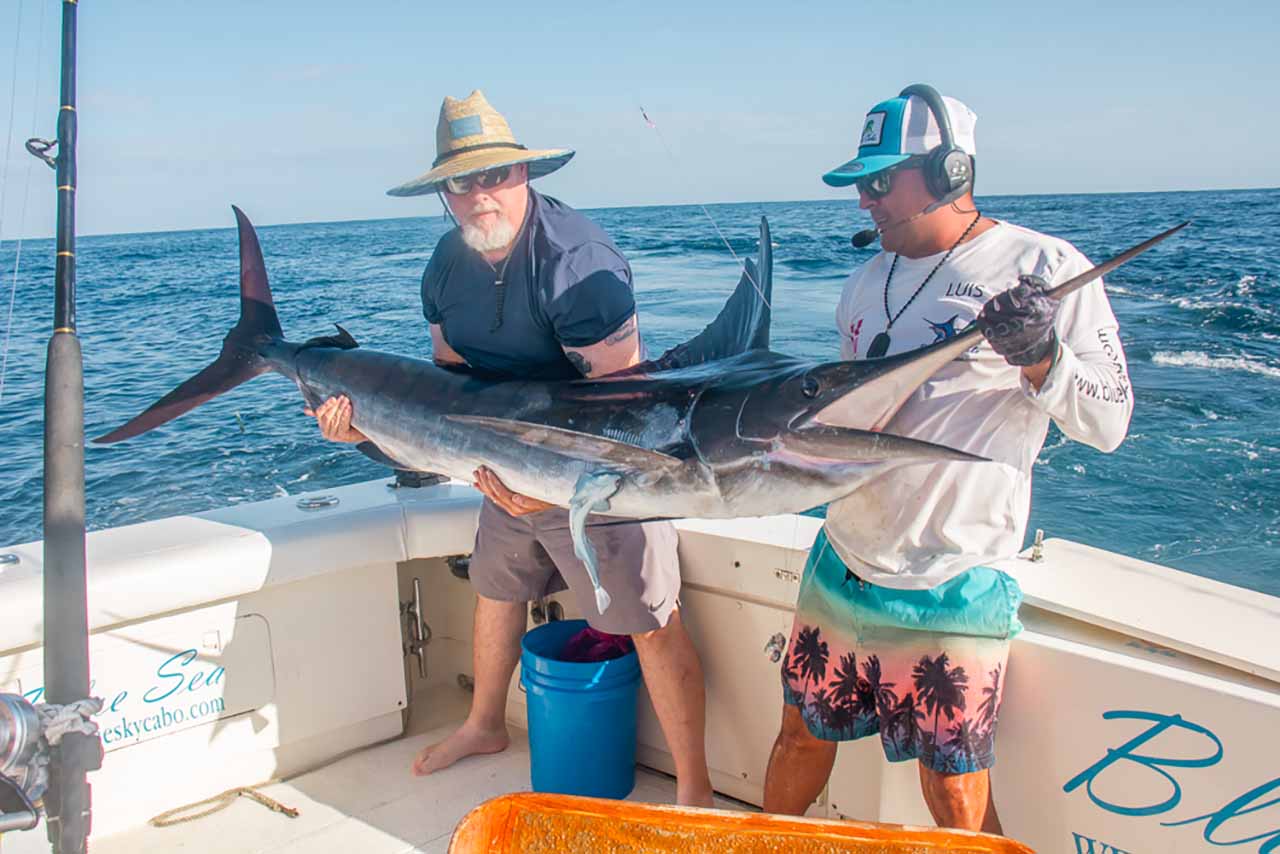 Catch Striped Marlin Cabo Offshore