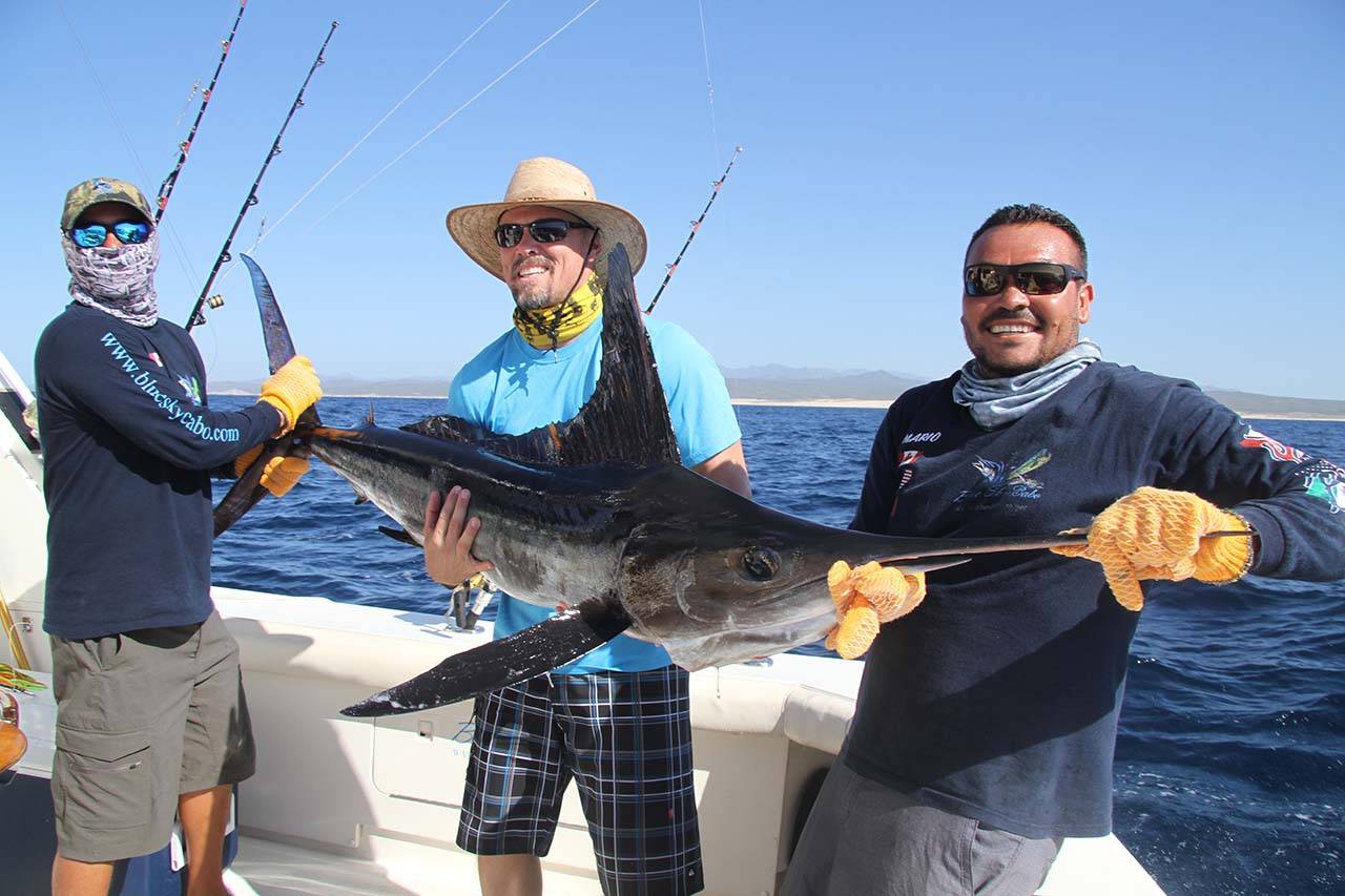 Are There Big Marlin in Cabo During August