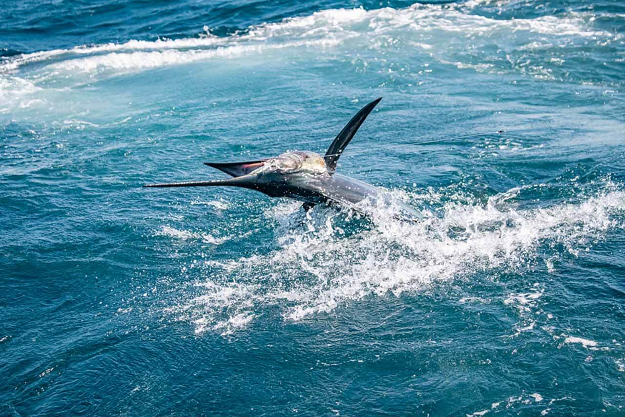 Cabo Fishing Reports June 25 2026
