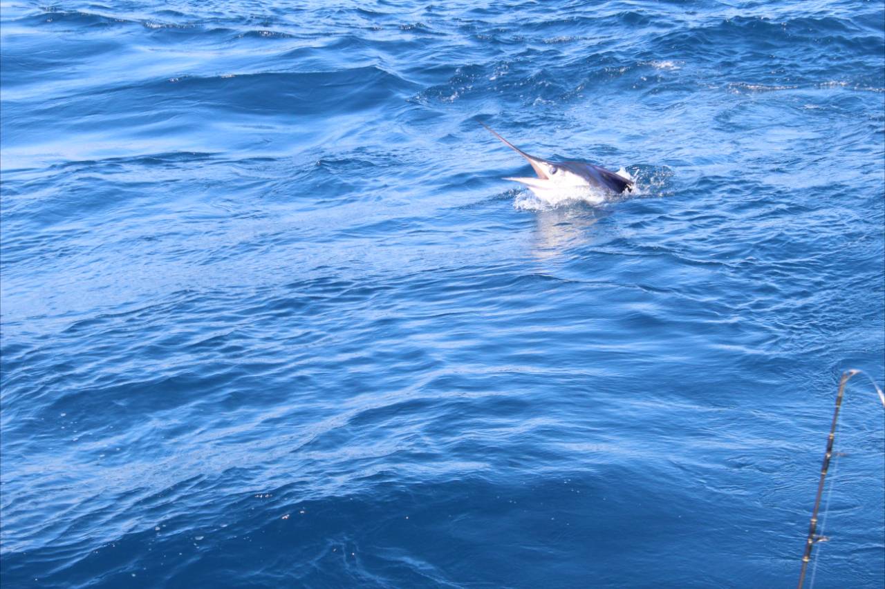How Far Offshore Do You Go Fishing in Cabo in July
