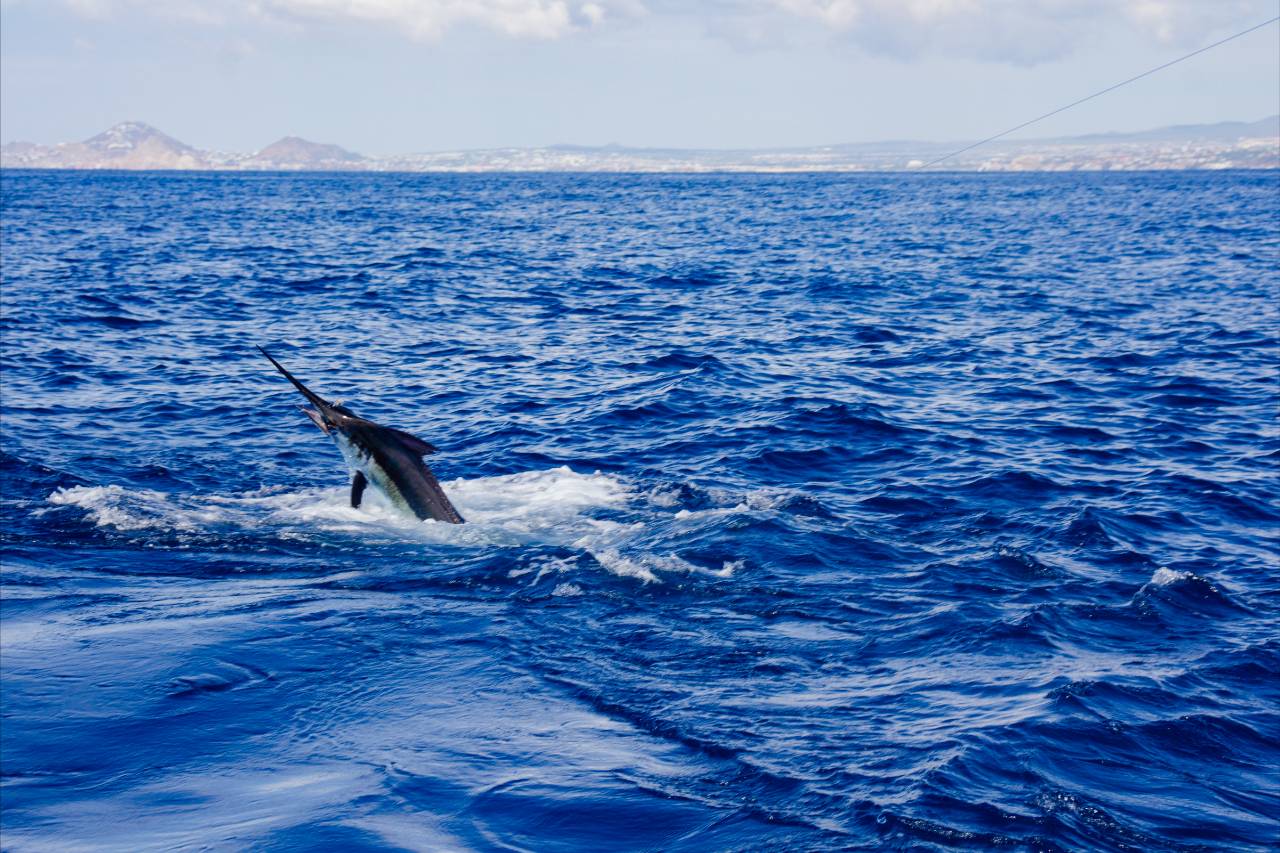 Is Offshore Fishing Safe in Cabo During August