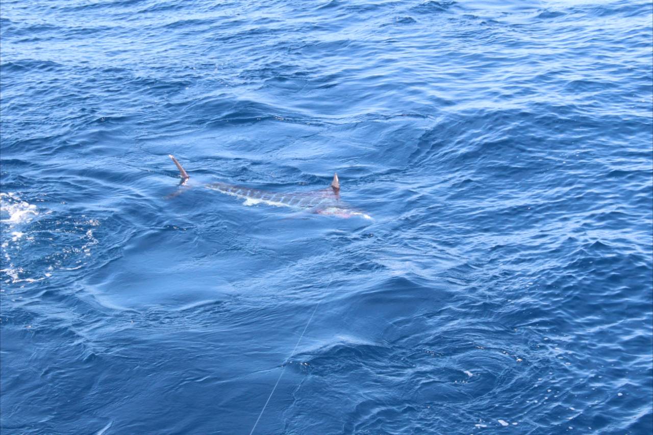 What Are the Ocean Conditions Like for Cabo Fishing in August