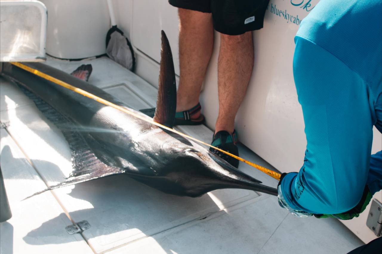 What Fish Are Biting in Cabo in July