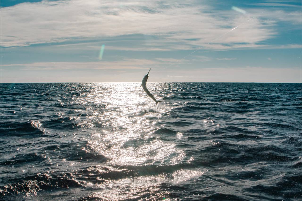 What Is the Water Temperature in Cabo during July to Fish