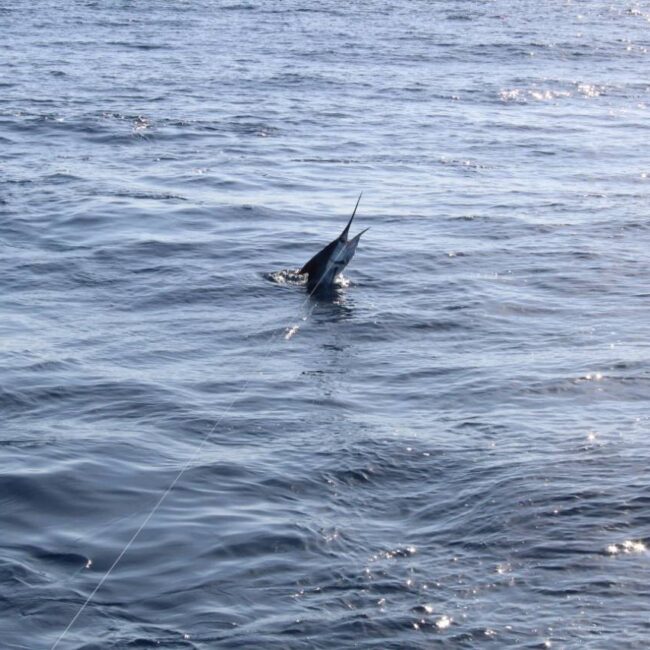 Cabo Deep Sea Fishing September