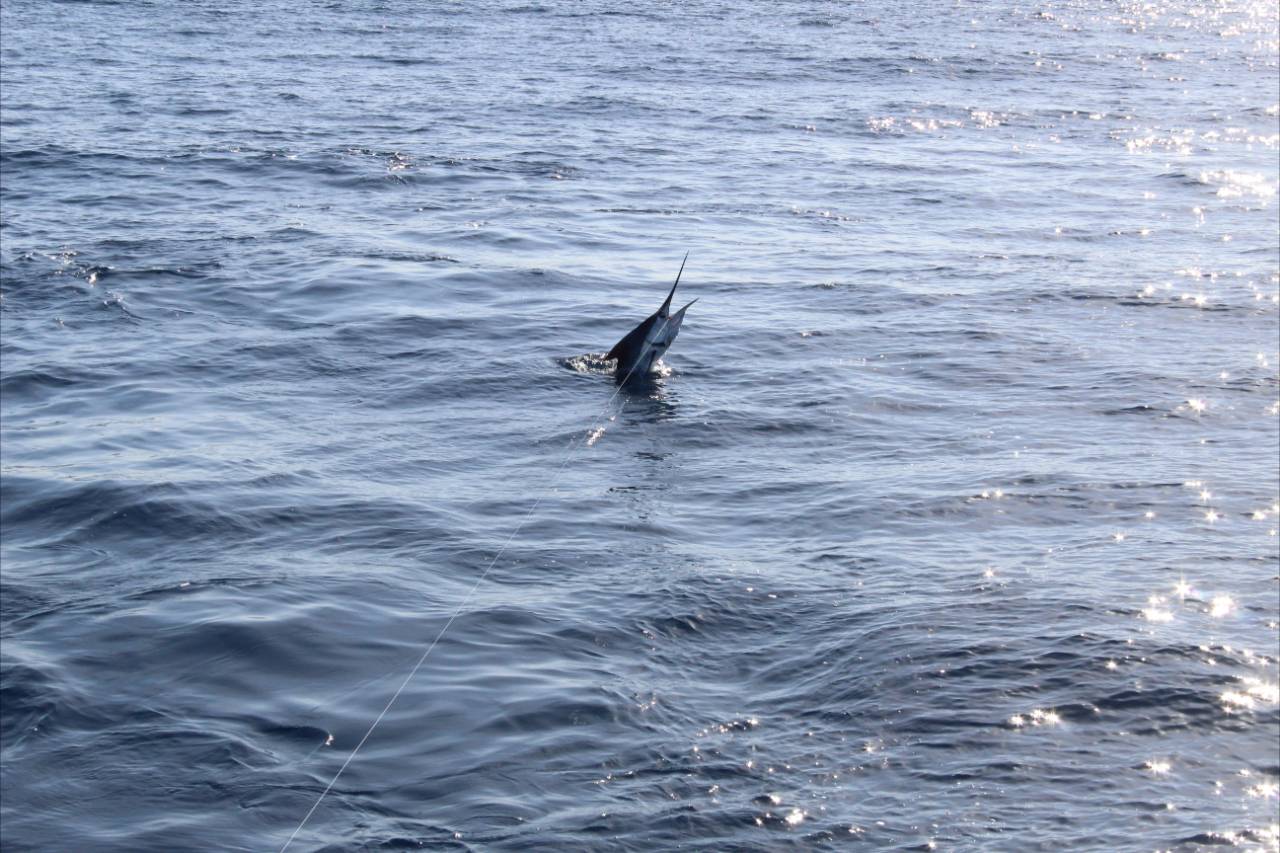 Cabo Deep Sea Fishing September