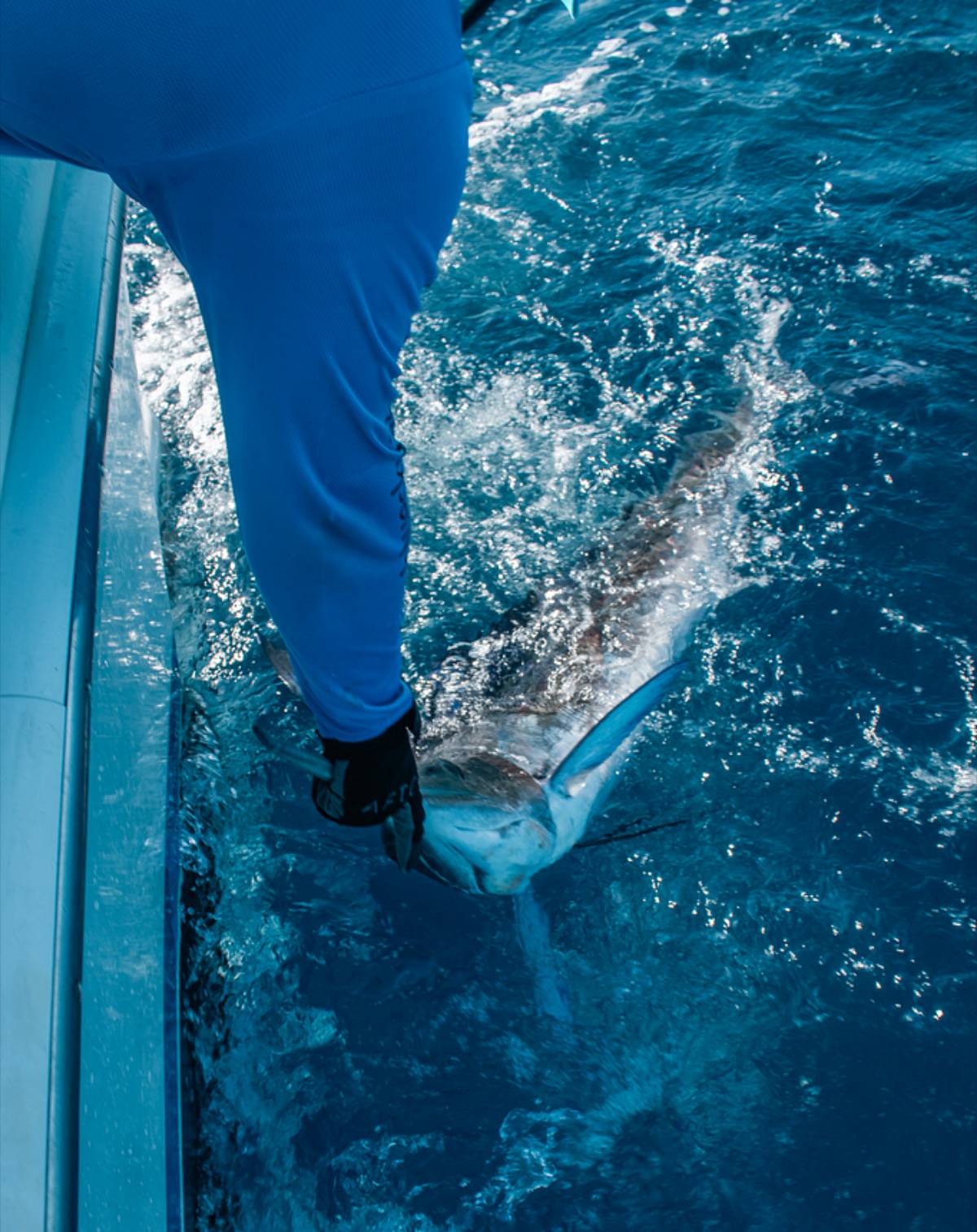 Cabo Fishing Prices