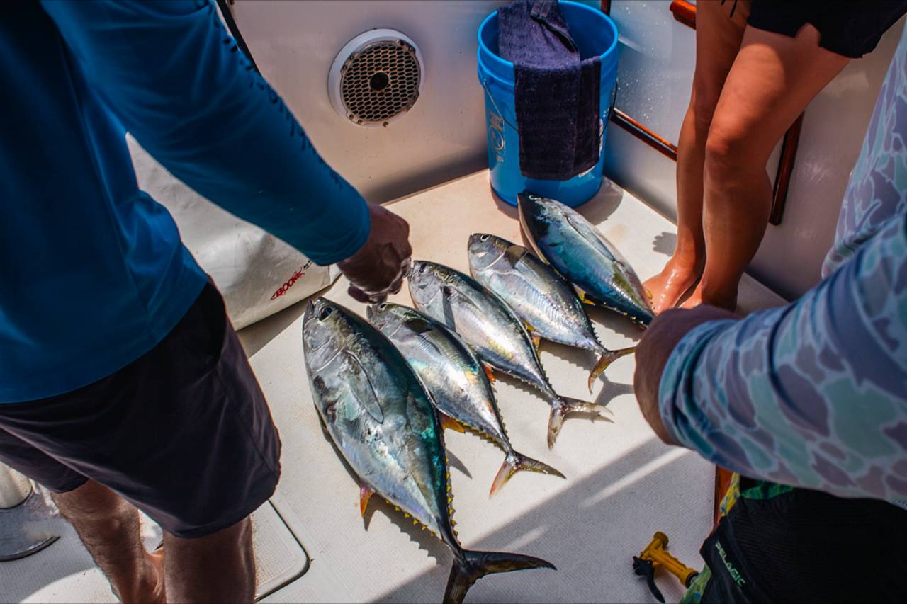 Cabo Fishing Reports August 7 2026