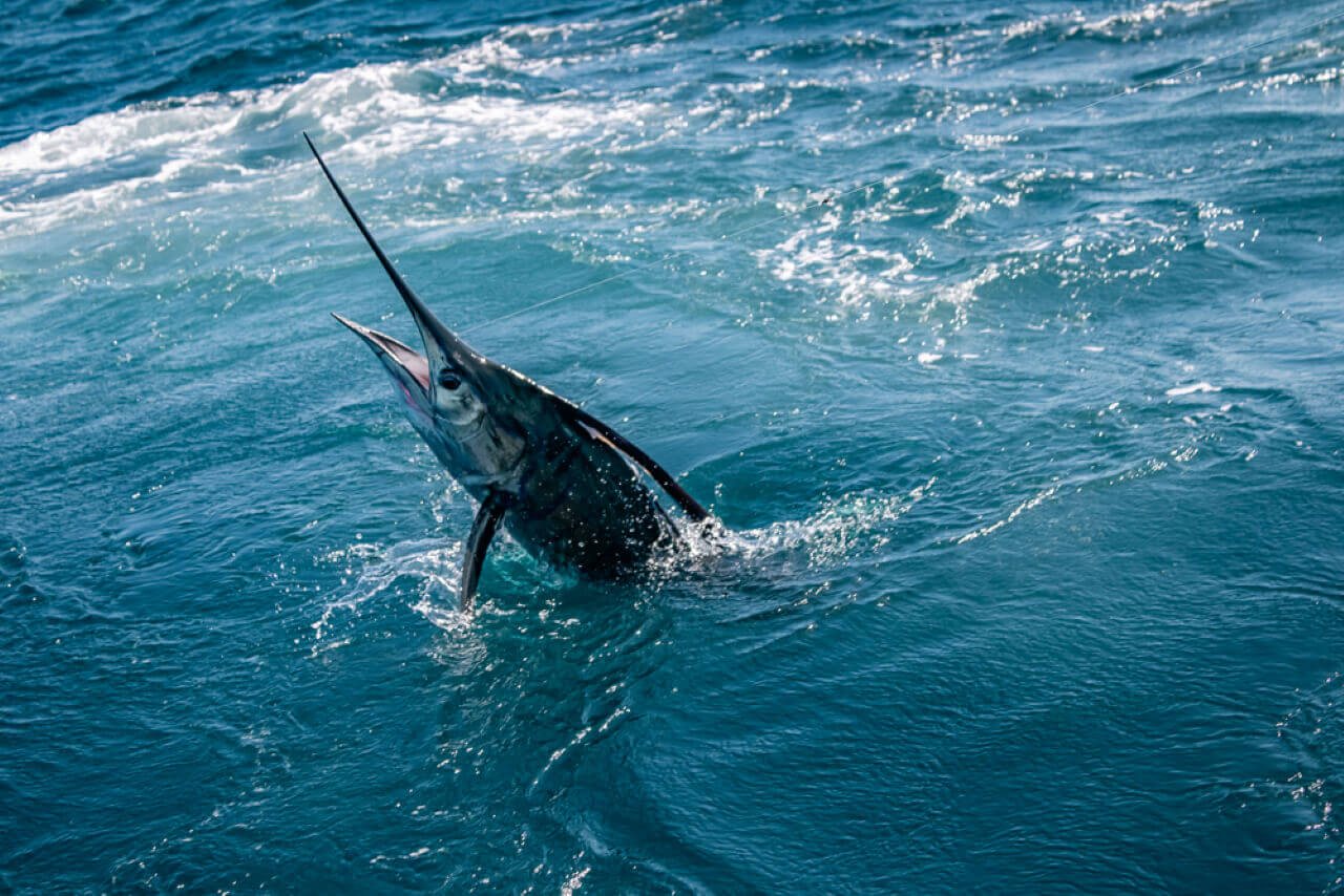 Cabo Fishing Reports July 14 2026