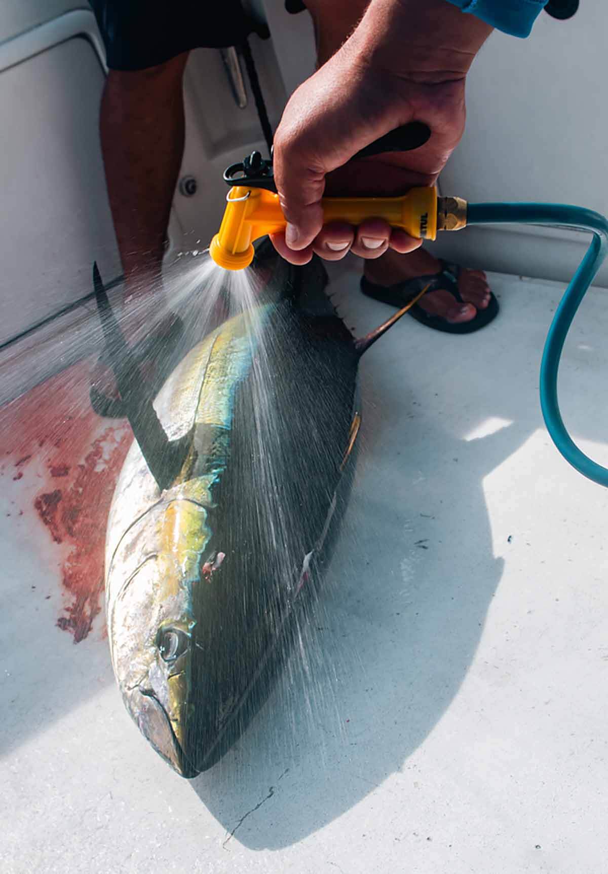 Cabo Fishing Reports July 22 2026