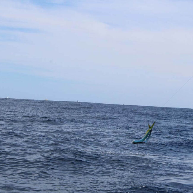 Cabo Offshore Fishing Cost