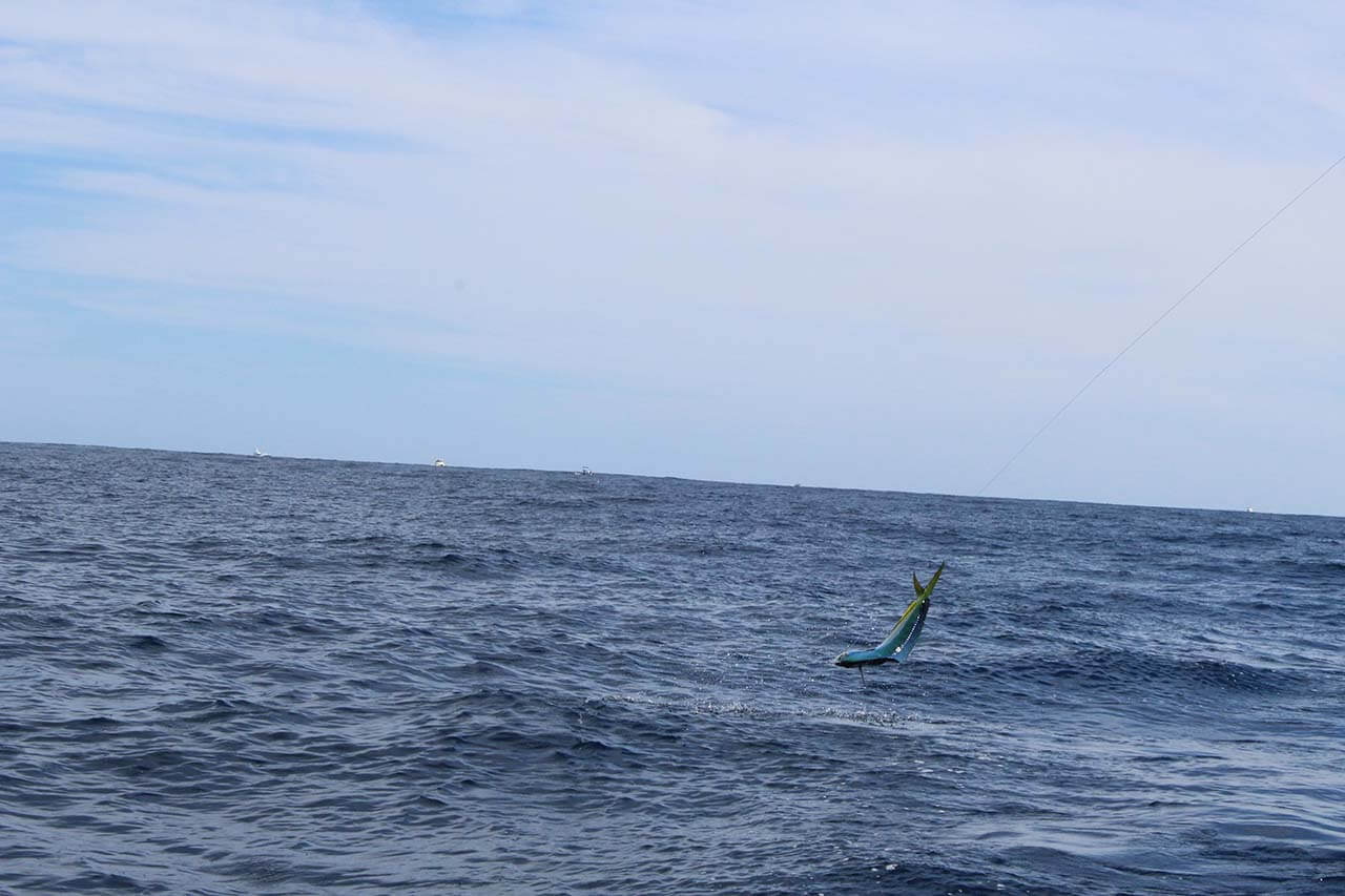 Cabo Offshore Fishing Cost