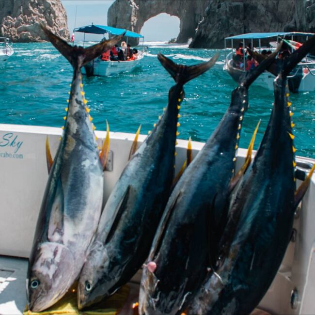 Cabo San Lucas Fishing Deals