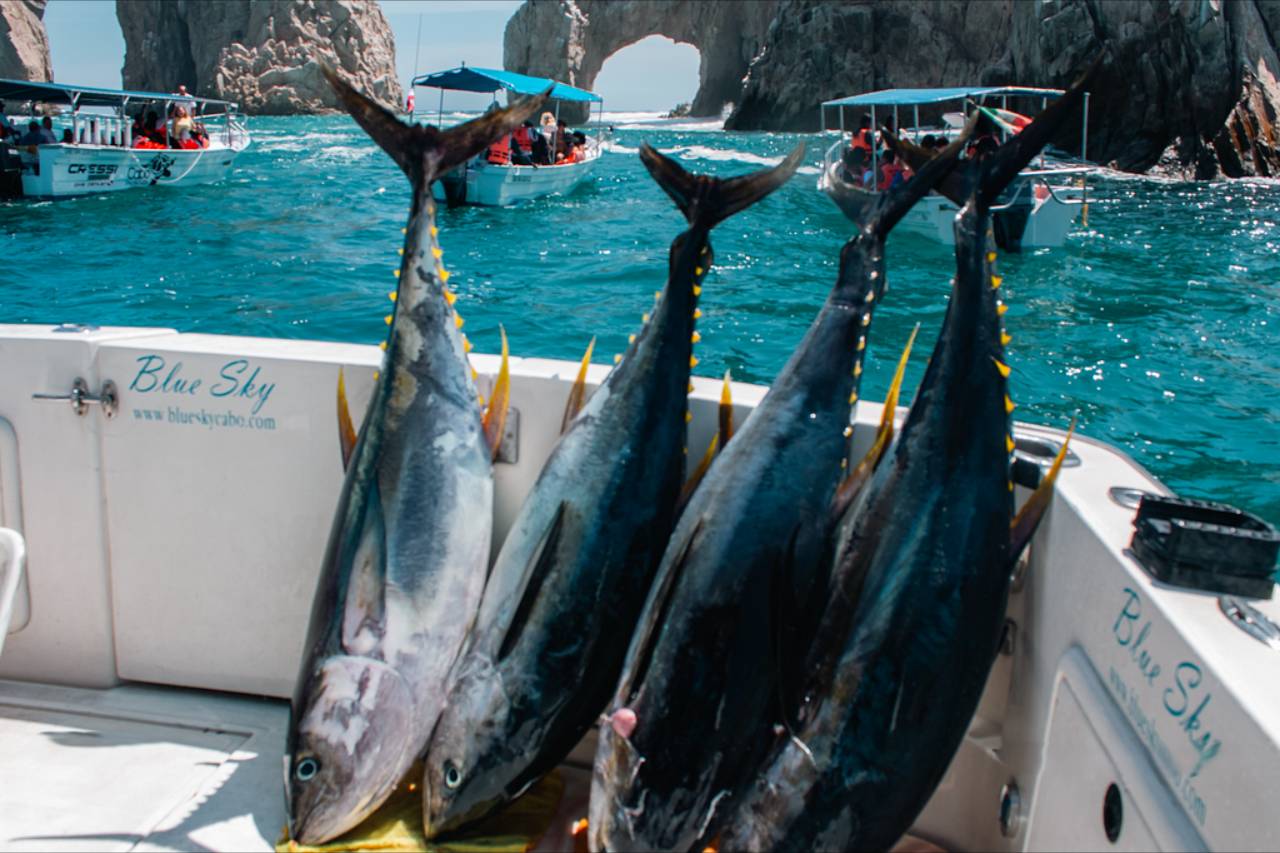 Cabo San Lucas Fishing Deals