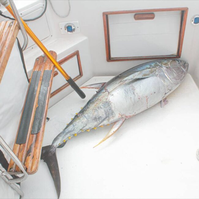 September Fishing Cabo San Lucas