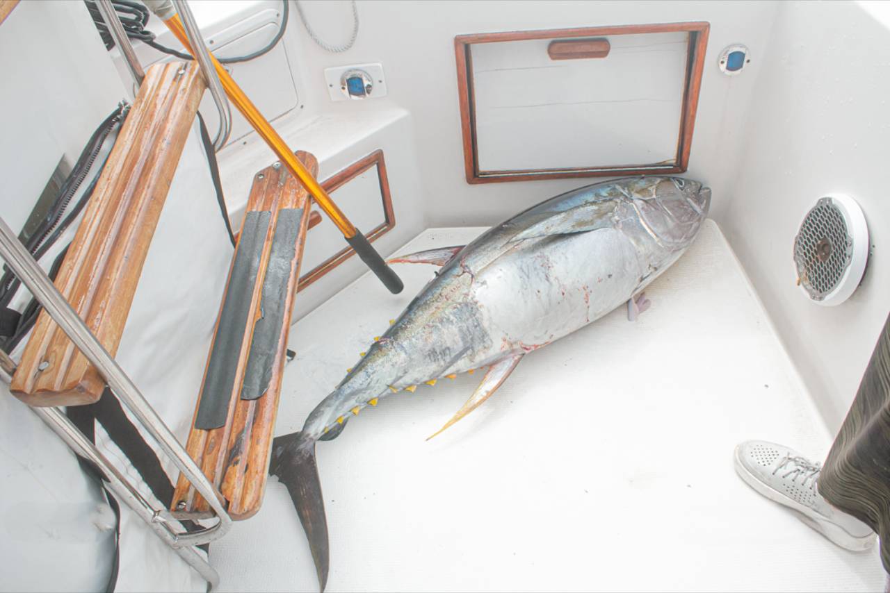 September Fishing Cabo San Lucas