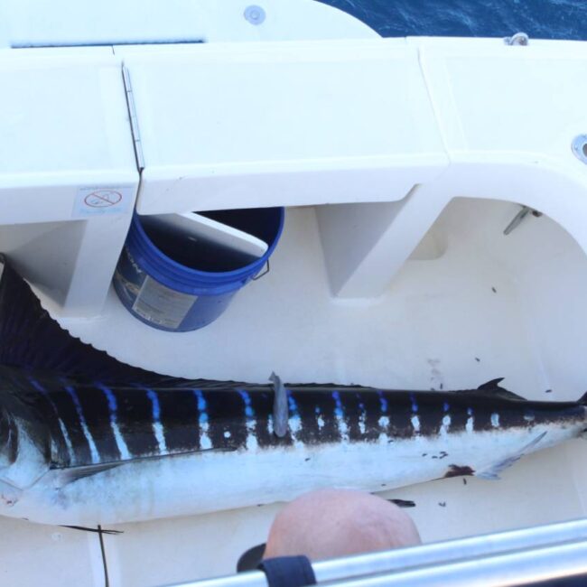 What Months Are Best for Fishing in Cabo